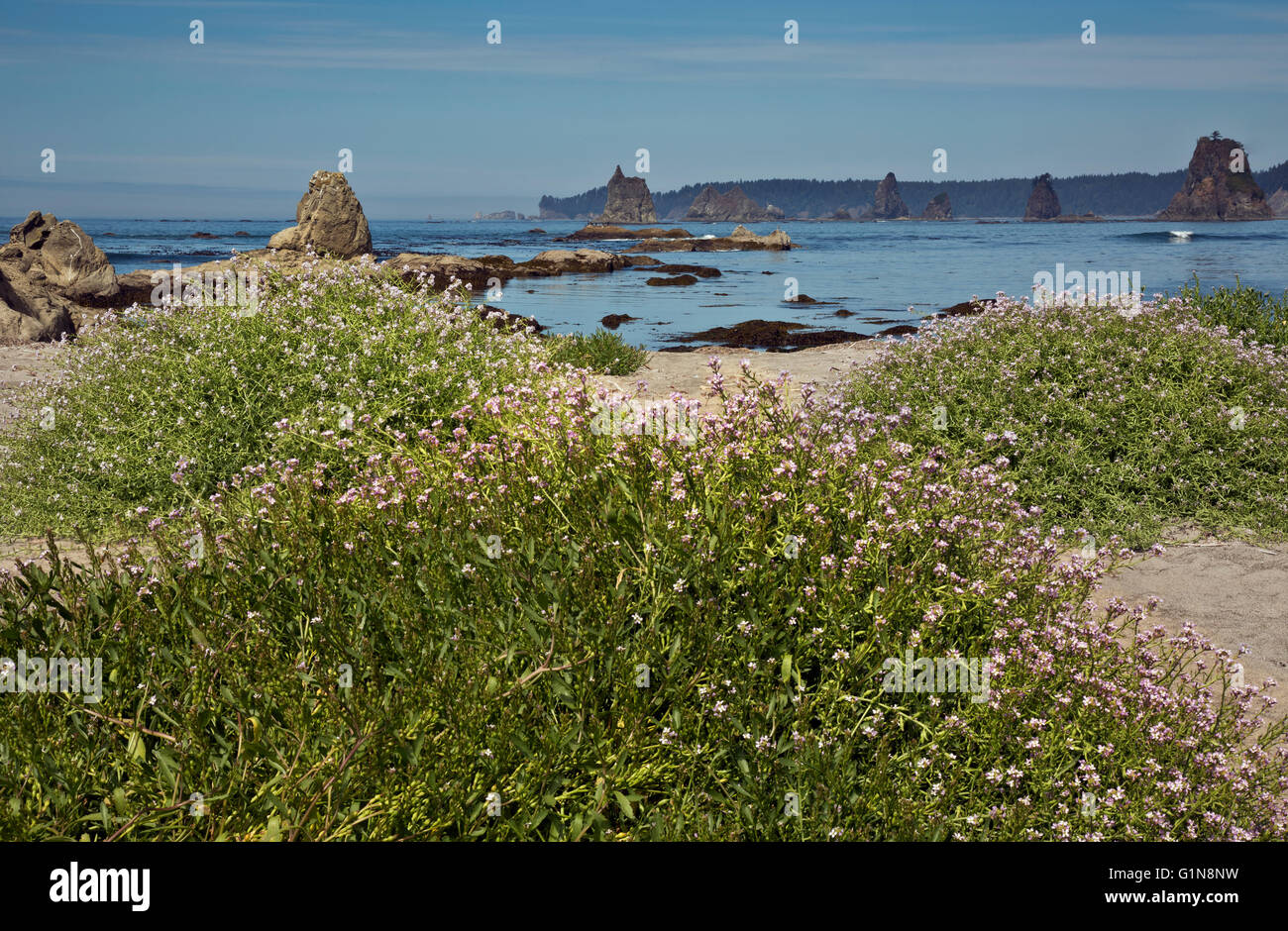 WASHINGTON - Américain Sea-Rocket qui fleurit sur la plage de sable à Toleak Point sur la côte sauvage du Parc National Olympique. Banque D'Images