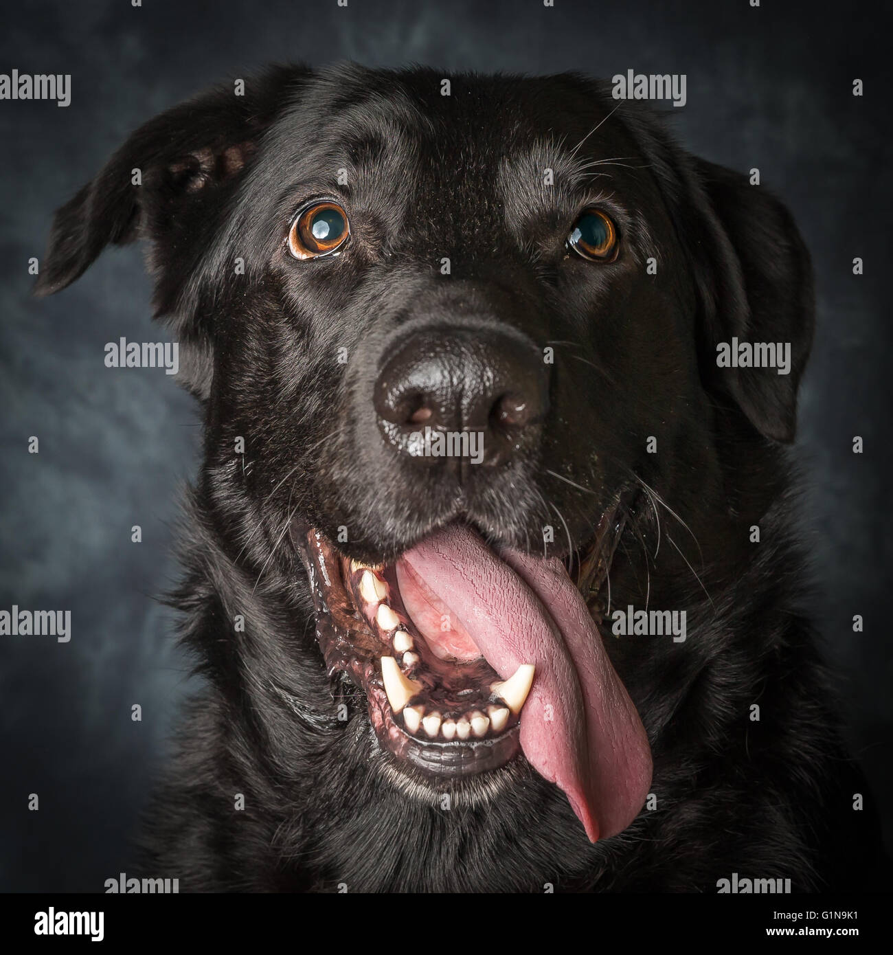 Labrador noir avec de grands yeux marron Banque D'Images