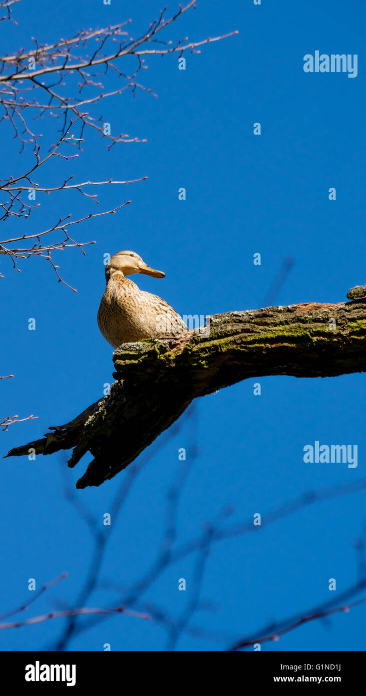 Canard femelle sauvage assis sur la branche d'arbre Banque D'Images