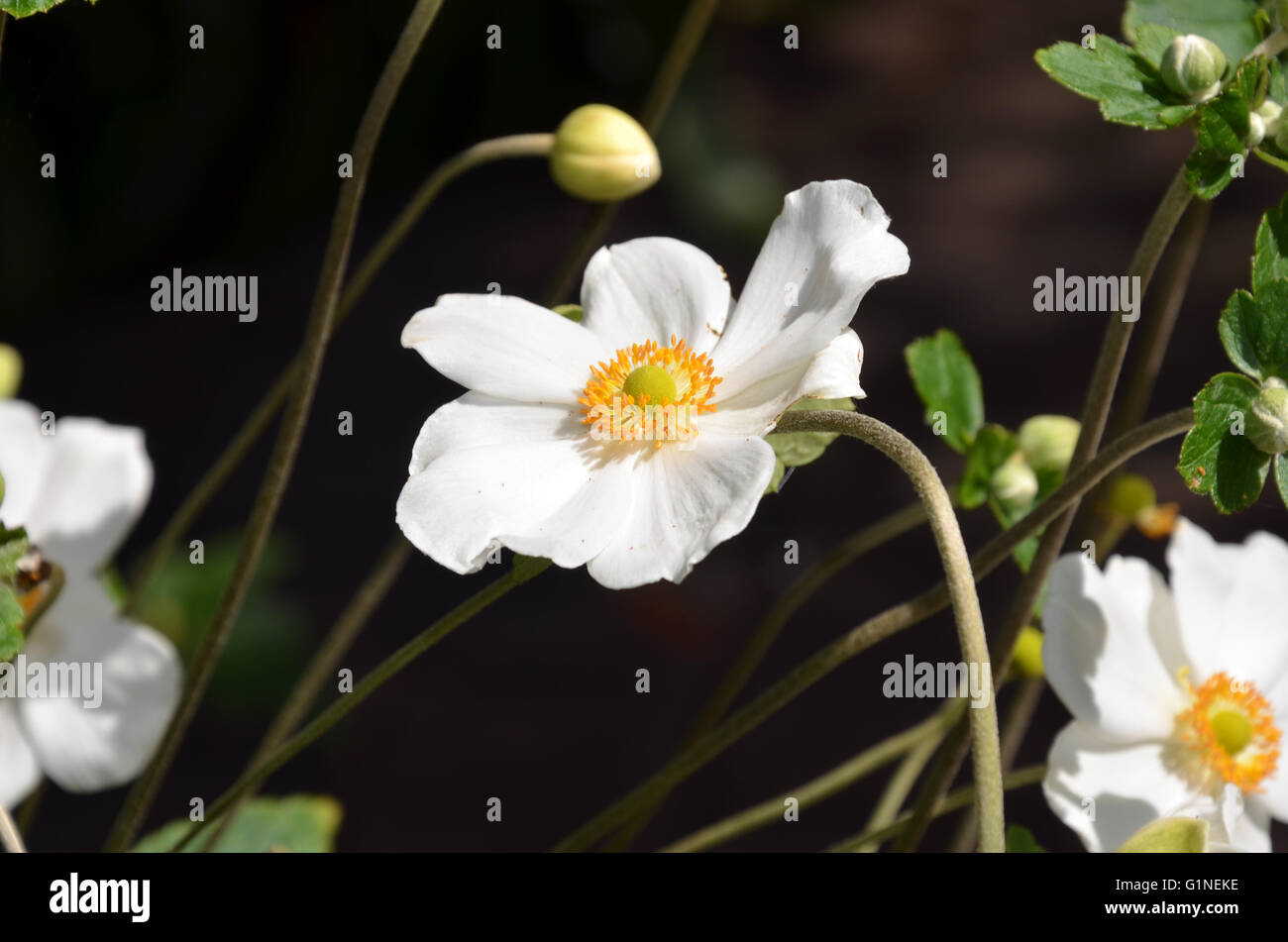 Fleur Anemone japonais blanc et boutons Banque D'Images