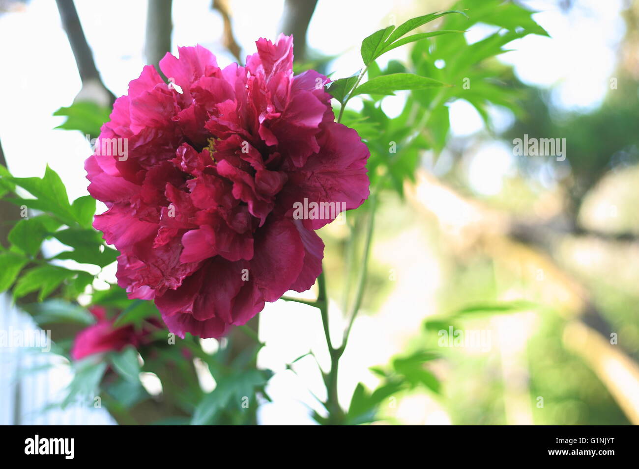Bel arbre en fleurs de pivoine Banque D'Images
