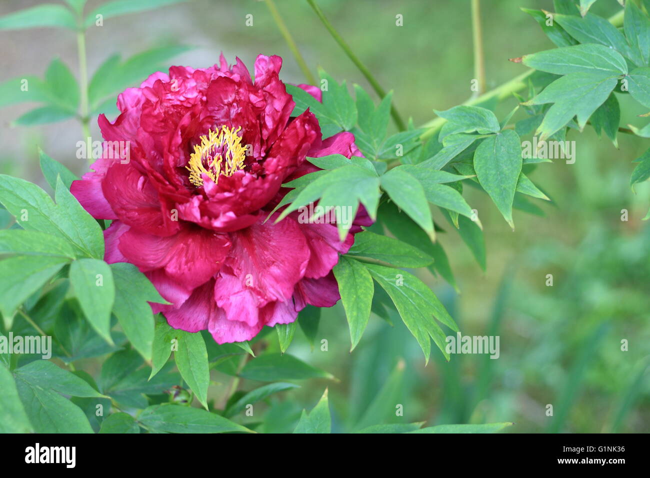 Bel arbre en fleurs de pivoine Banque D'Images