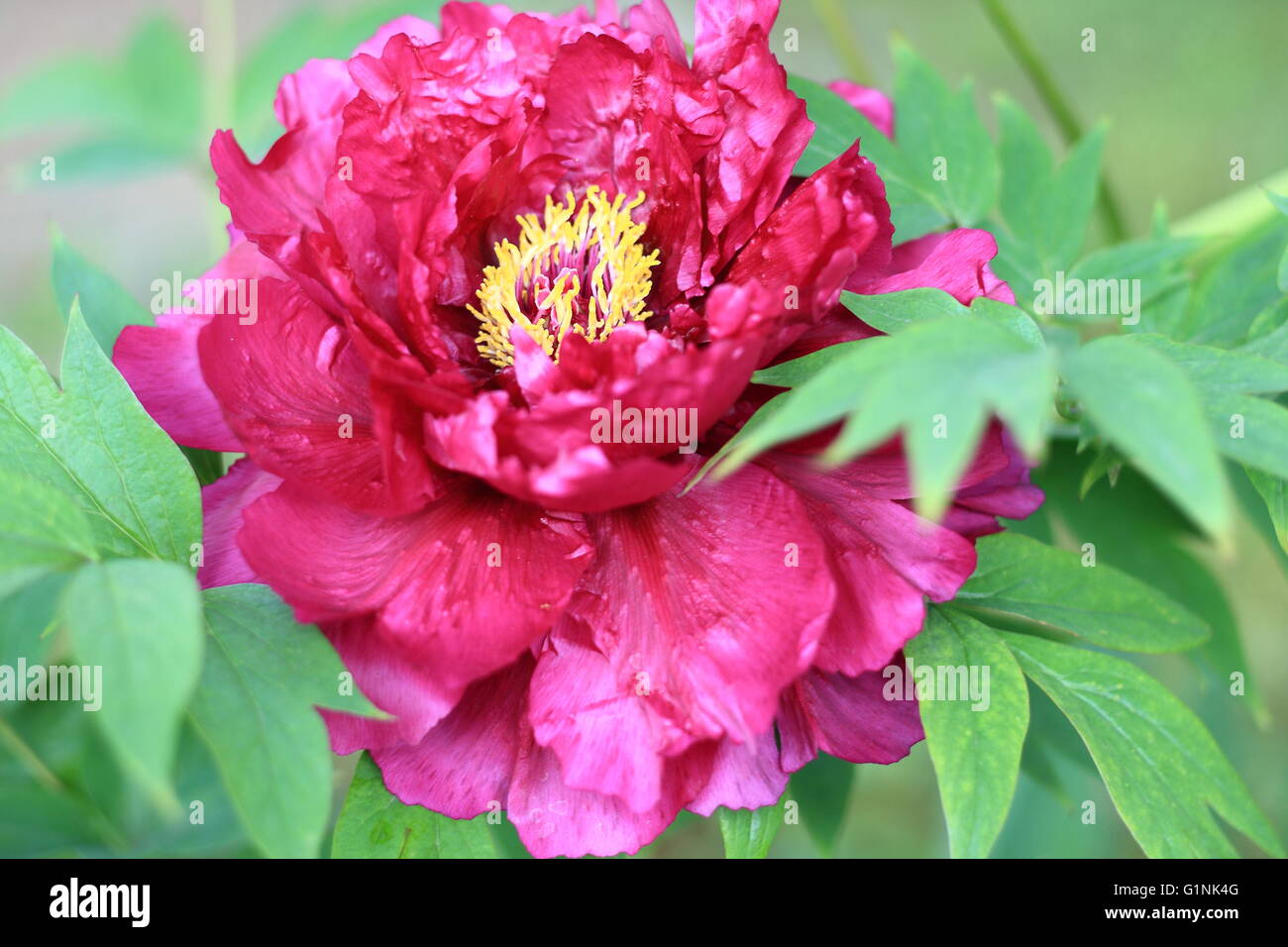 Bel arbre en fleurs de pivoine Banque D'Images