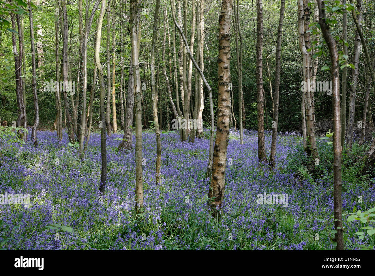 Bluebells poussant à Ecclesall Woods Sheffield Angleterre Royaume-Uni. Biodiversité des forêts anciennes de banlieue Banque D'Images