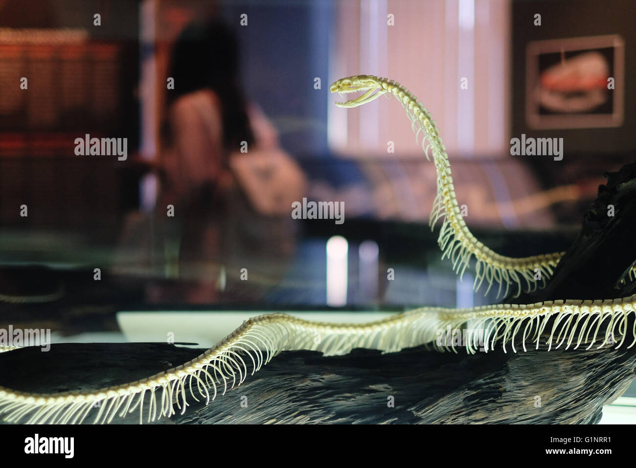 Bangkok, Thaïlande. 17 mai, 2016. Un serpent squelette spécimen est exposé au Queen Saovabha Memorial Institute's snake museum à Bangkok, Thaïlande, le 17 mai 2016. Fondée en 1922, la Reine Saovabha Memorial Institute est un organisme de recherche majeur en Thaïlande qui se spécialise dans la rage et les toxines animales. À l'institute's snake museum, les visiteurs pourront voir des dizaines de non-venimeux serpent venimeux et races ainsi qu'apprendre les traitements d'urgence pour les morsures de serpent. © Li Mangmang/Xinhua/Alamy Live News Banque D'Images