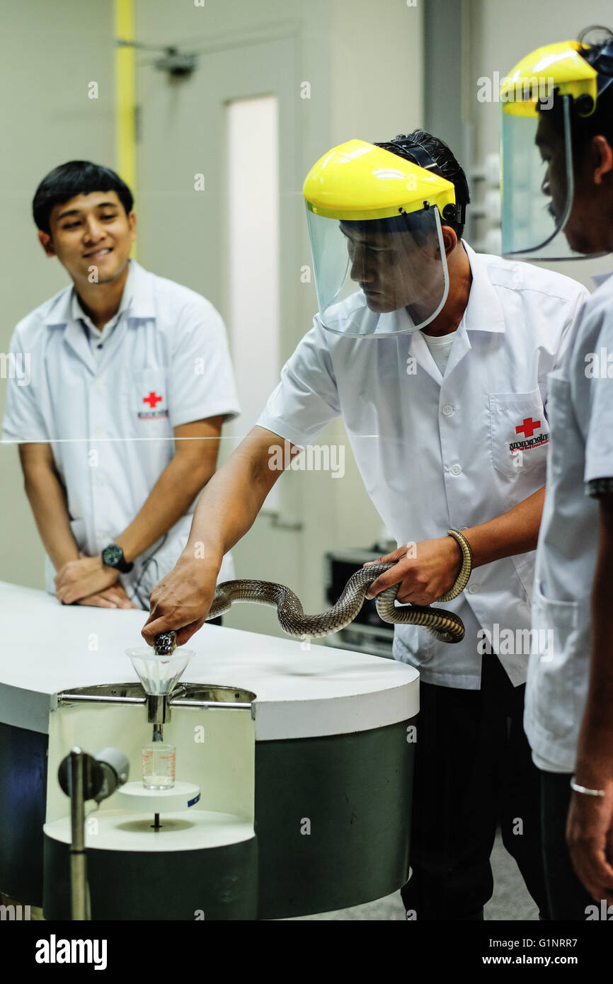 Bangkok, Thaïlande. 17 mai, 2016. États-majors de reine Saovabha Memorial Institute's snake museum montrer aux visiteurs comment extraire le venin de serpent à Bangkok, Thaïlande, le 17 mai 2016. Fondée en 1922, la Reine Saovabha Memorial Institute est un organisme de recherche majeur en Thaïlande qui se spécialise dans la rage et les toxines animales. À l'institute's snake museum, les visiteurs pourront voir des dizaines de non-venimeux serpent venimeux et races ainsi qu'apprendre les traitements d'urgence pour les morsures de serpent. © Li Mangmang/Xinhua/Alamy Live News Banque D'Images