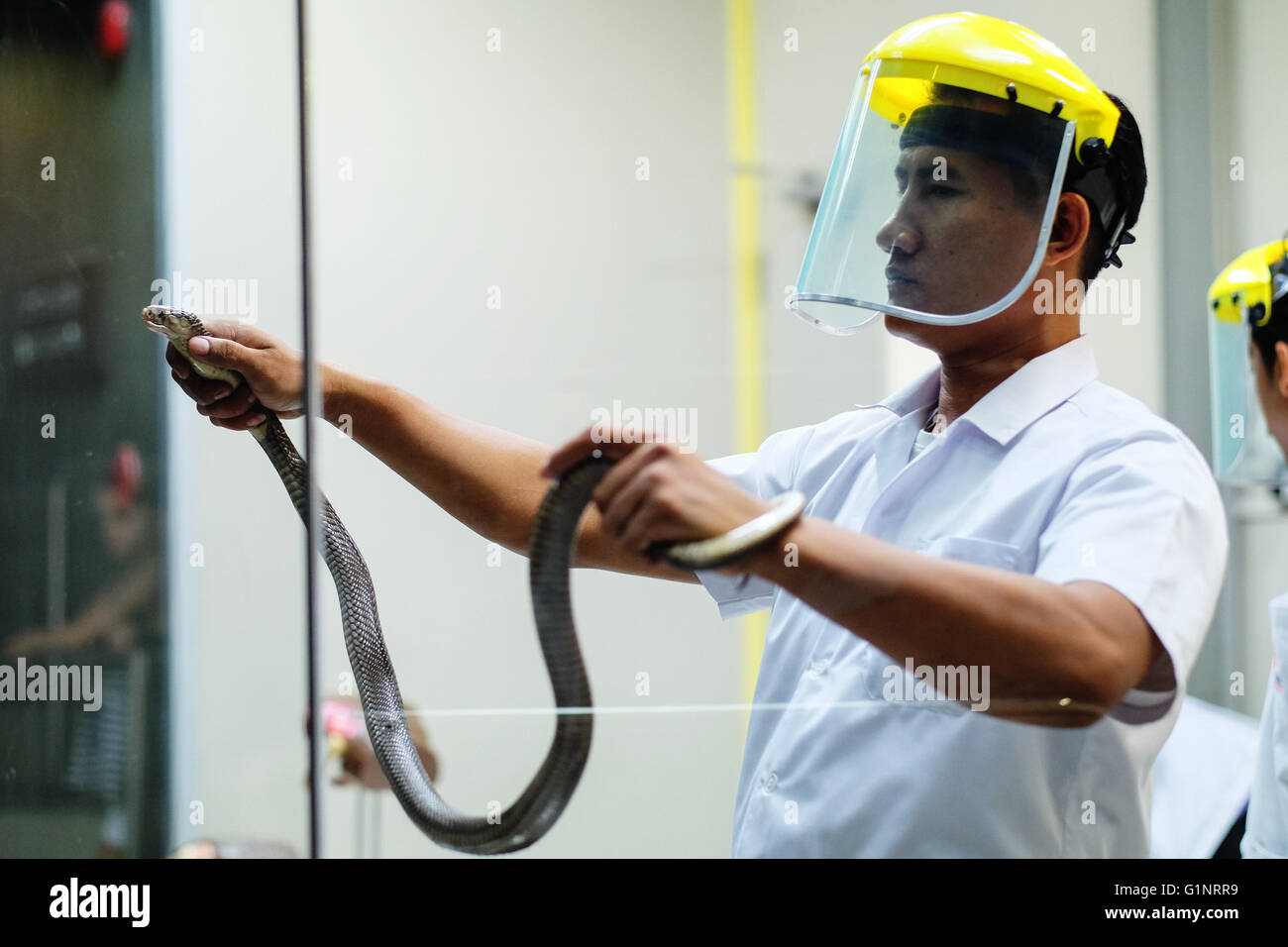 Bangkok, Thaïlande. 17 mai, 2016. Un membre du personnel de la Reine Saovabha Memorial Institute's snake museum montre aux visiteurs comment extraire le venin de serpent à Bangkok, Thaïlande, le 17 mai 2016. Fondée en 1922, la Reine Saovabha Memorial Institute est un organisme de recherche majeur en Thaïlande qui se spécialise dans la rage et les toxines animales. À l'institute's snake museum, les visiteurs pourront voir des dizaines de non-venimeux serpent venimeux et races ainsi qu'apprendre les traitements d'urgence pour les morsures de serpent. © Li Mangmang/Xinhua/Alamy Live News Banque D'Images
