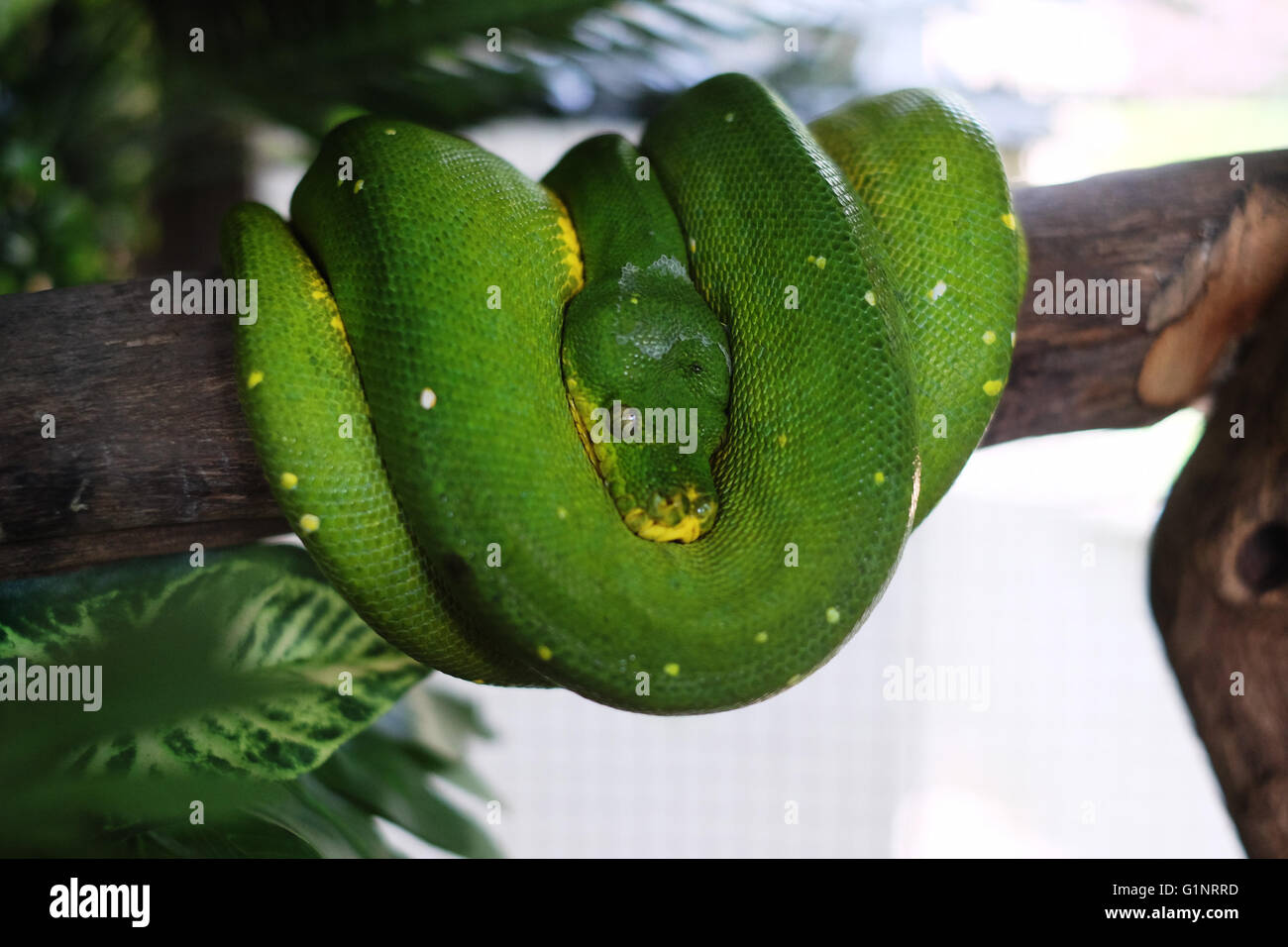 Bangkok, Thaïlande. 17 mai, 2016. Un arbre vert python est vu au Queen Saovabha Memorial Institute's snake museum à Bangkok, Thaïlande, le 17 mai 2016. Fondée en 1922, la Reine Saovabha Memorial Institute est un organisme de recherche majeur en Thaïlande qui se spécialise dans la rage et les toxines animales. À l'institute's snake museum, les visiteurs pourront voir des dizaines de non-venimeux serpent venimeux et races ainsi qu'apprendre les traitements d'urgence pour les morsures de serpent. © Li Mangmang/Xinhua/Alamy Live News Banque D'Images