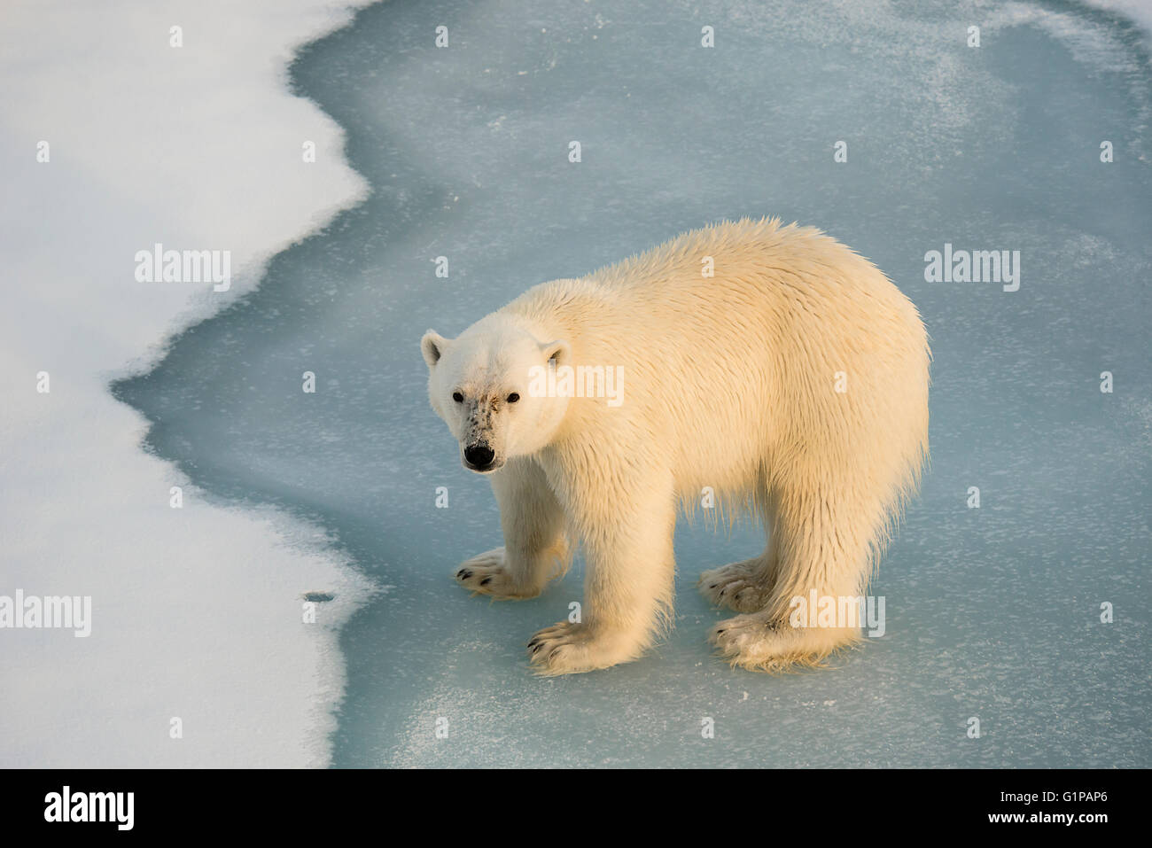 L'ours blanc, Ursus maritimus, patrouiller la banquise dans la mer Arctique, au Svalbard. Banque D'Images