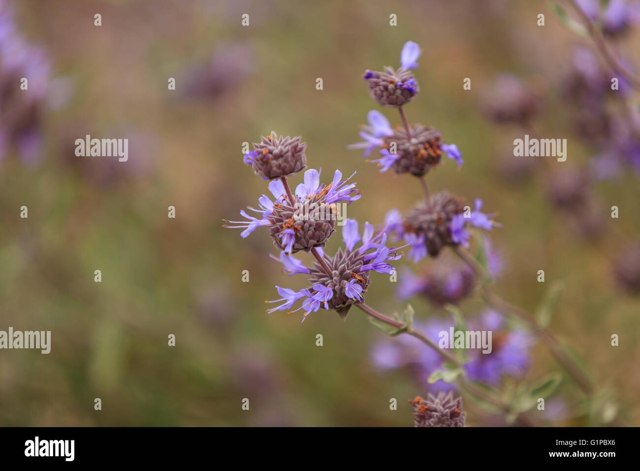 Grappes de fleurs violettes sur la plante Salvia sauge Cleveland clevelandii attirer des papillons dans le sud de la Californie. Banque D'Images