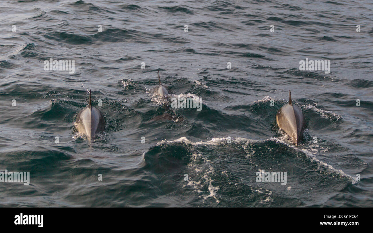 Un groupe de dauphin commun Delphinus court saute et nage à l'avant d'un bateau au large de la côte de l'Île de Balboa dans le Pacifique Banque D'Images