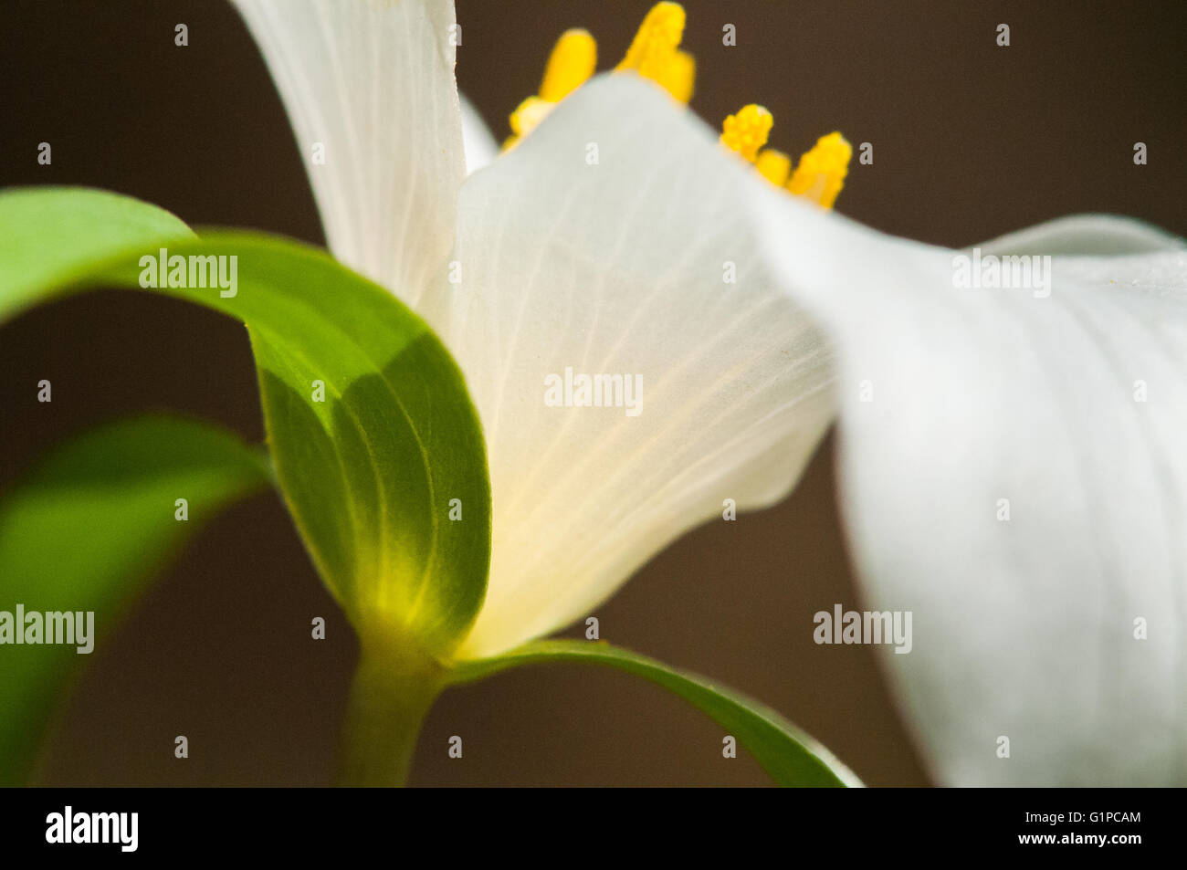 La face inférieure d'un Trillium ovatum Trillium (Pacifique) fleur. Washington, United States. Banque D'Images