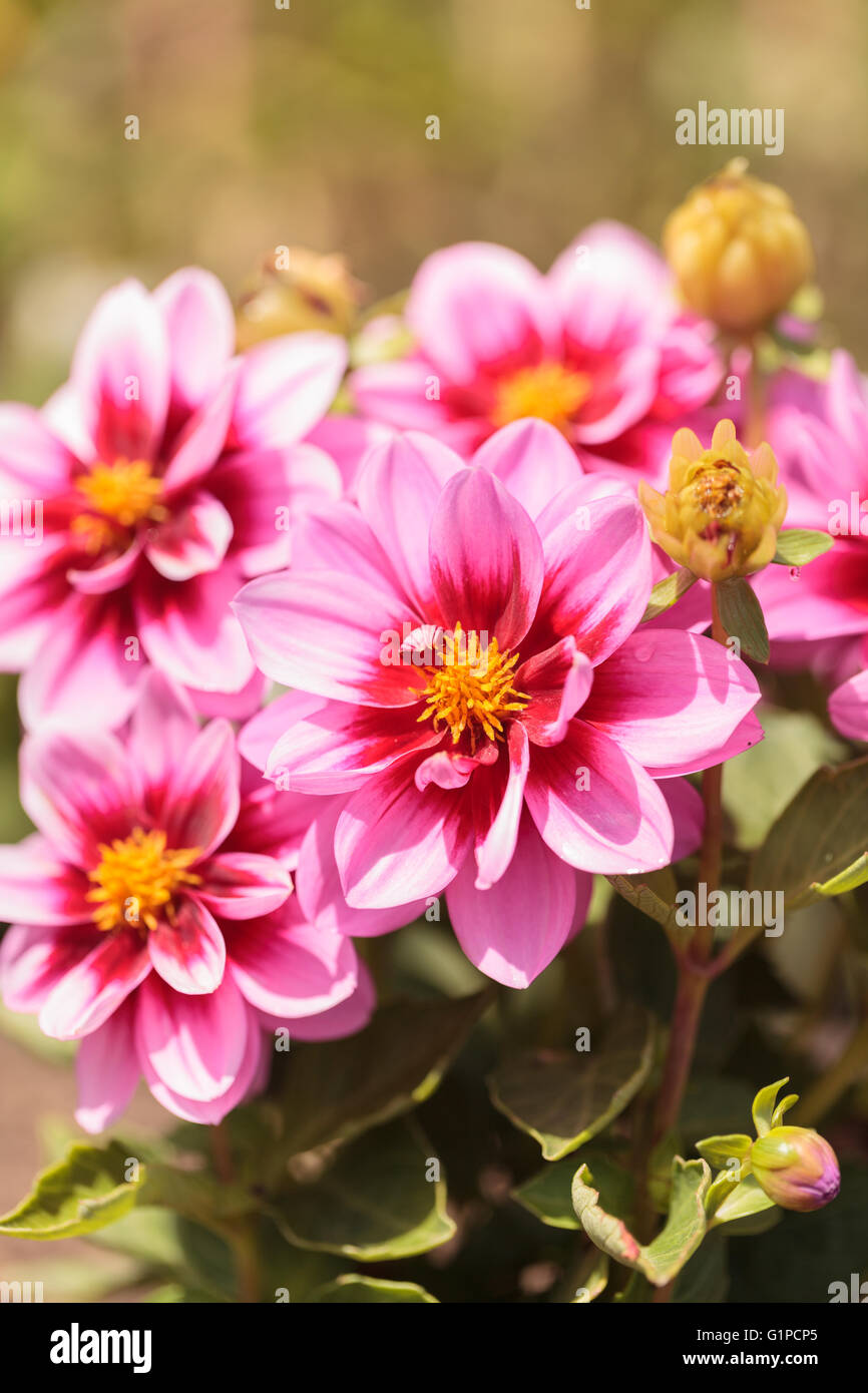 Fleur Dahlia rose appelé Fascination est trouvé au Mexique et est la fleur nationale. Banque D'Images