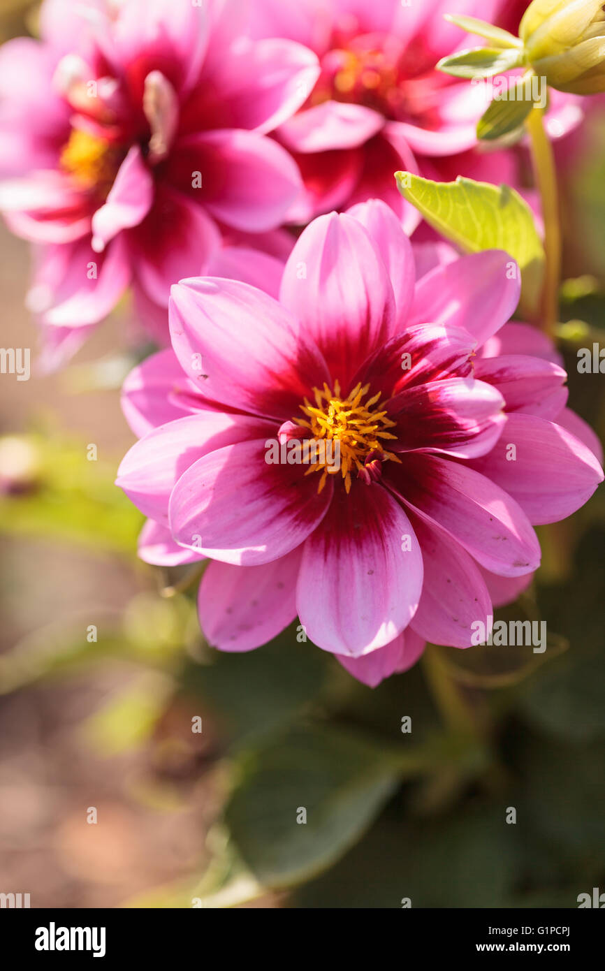Fleur Dahlia rose appelé Fascination est trouvé au Mexique et est la fleur nationale. Banque D'Images