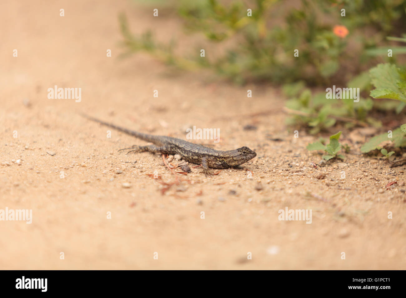 Brown clôture commune, lézards Sceloporus occidentalis, est perché sur le bord d'un terrier dans le sable à un marais en Californie. Banque D'Images