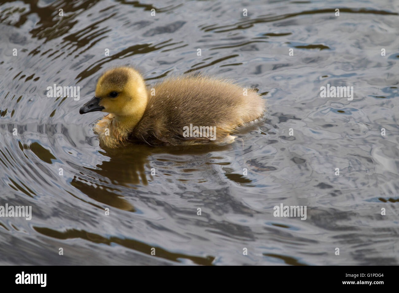 Gosling prises sur un étang près de l'RoyalVictoria Country Park, Netley, Southampton Banque D'Images