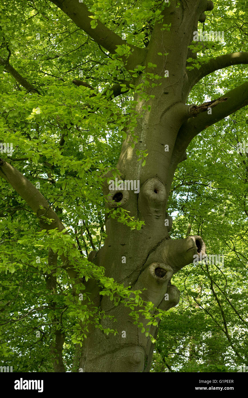 Un vieux chêne arbre avec les jeunes feuilles au printemps et les trous marqués qui se trouve là où les directions générales ont été supprimés Banque D'Images