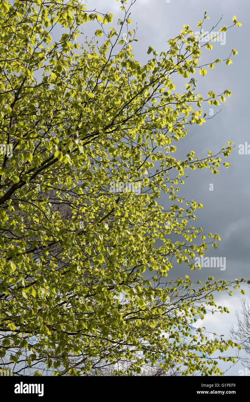 Les jeunes vert acide, délicate et feuilles tombantes d'un Beech tree contre le ciel, Berkshire, Avril Banque D'Images