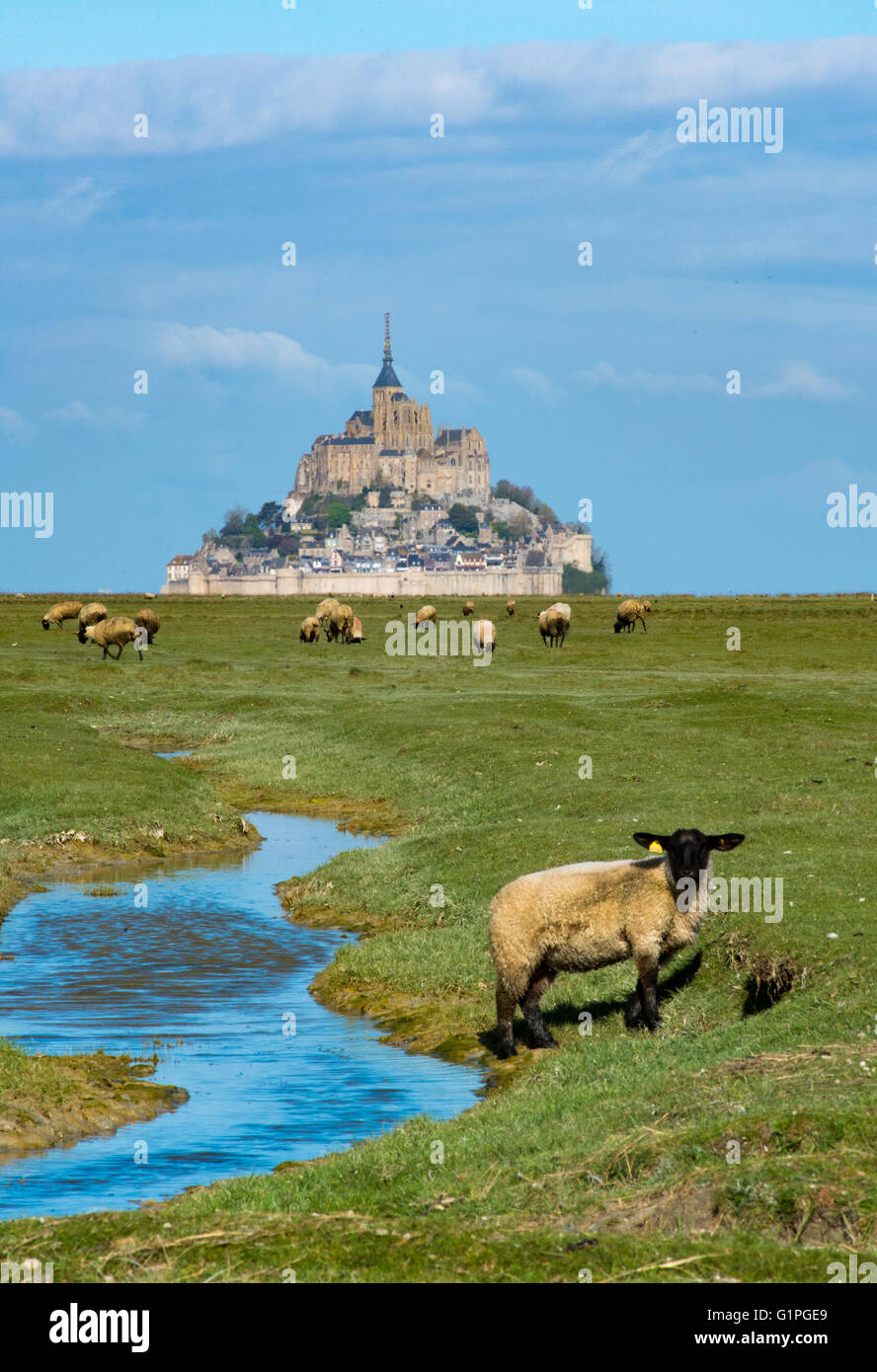 Salt marsh lamb mont saint michel Banque de photographies et d’images à ...