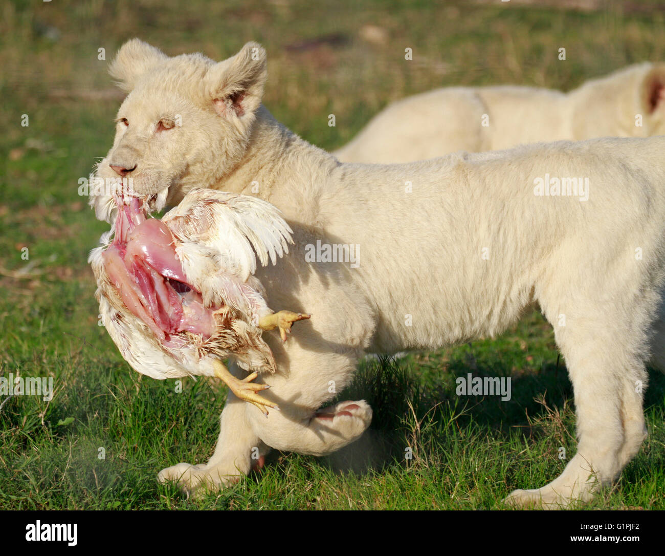 White lion (Panthera leo krugeri) au moment de l'alimentation dans le parc du Lion Drakenstein, Klapmuts, Cape Winelands, Afrique du Sud. Banque D'Images