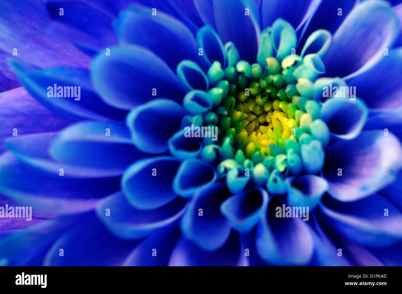 Close up of blue aster fleur pour background Banque D'Images