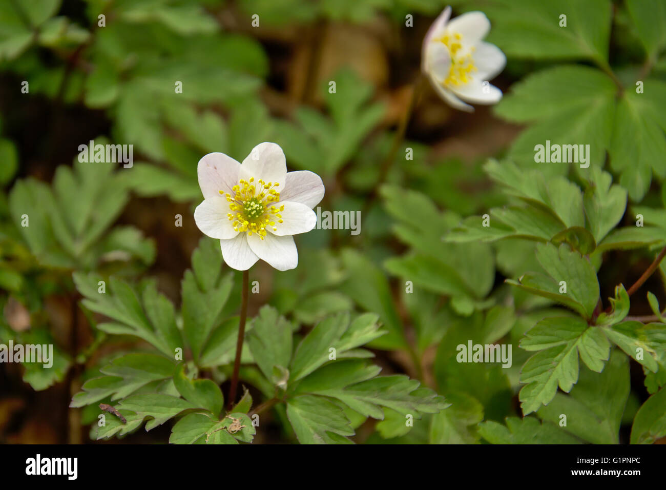 Fleur blanc anémone des bois (Anemone nemorosa) Banque D'Images