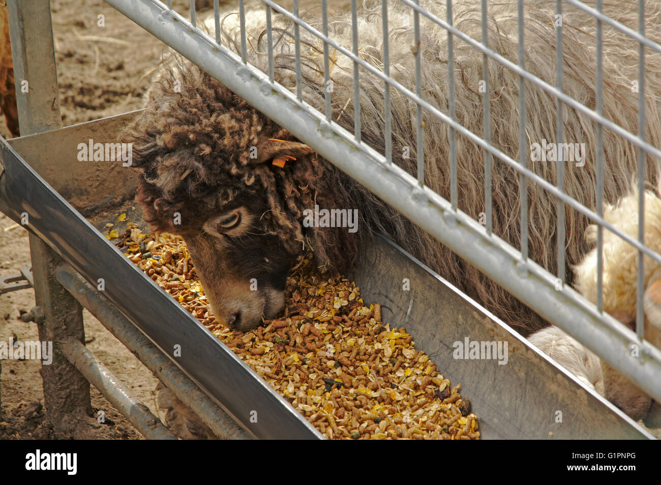 Moutons d'Ouessant de manger dans une ferme d'alimentation Banque D'Images