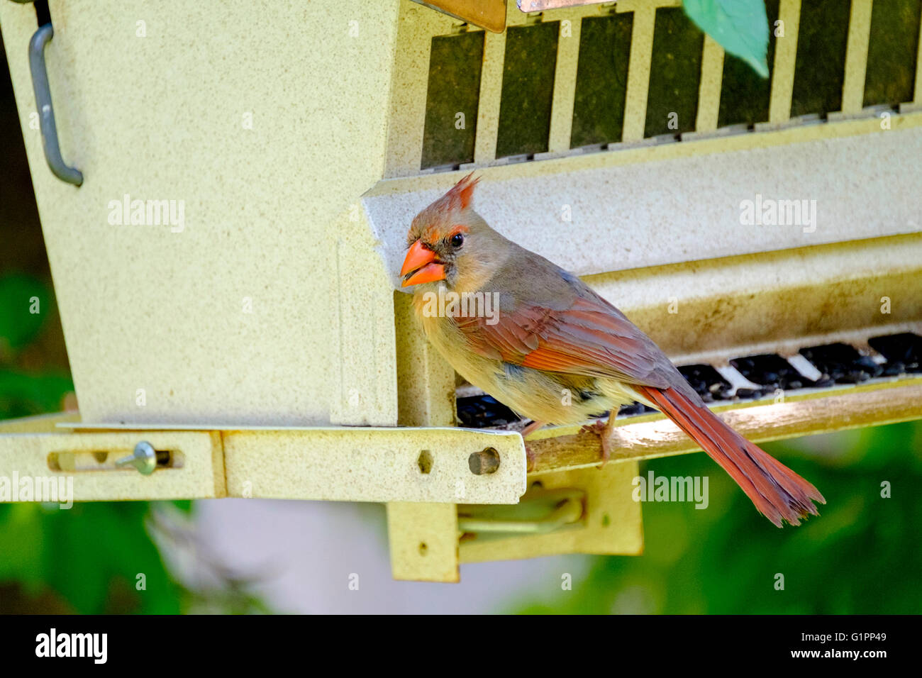 Cardinal rouge, Cardinalis cardinalis femelle, perché sur une mangeoire pour oiseaux de manger les graines de tournesol. New York, USA. Banque D'Images