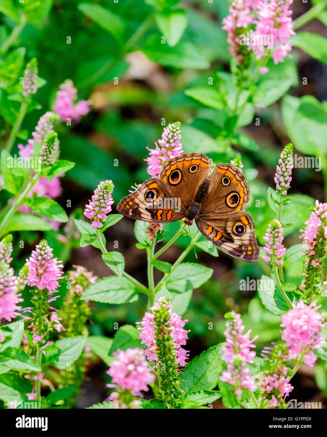 Buckeye commun papillon, Junonia coenia Hubner, sur Agatache fleurs d'hysope. New York, USA. Banque D'Images