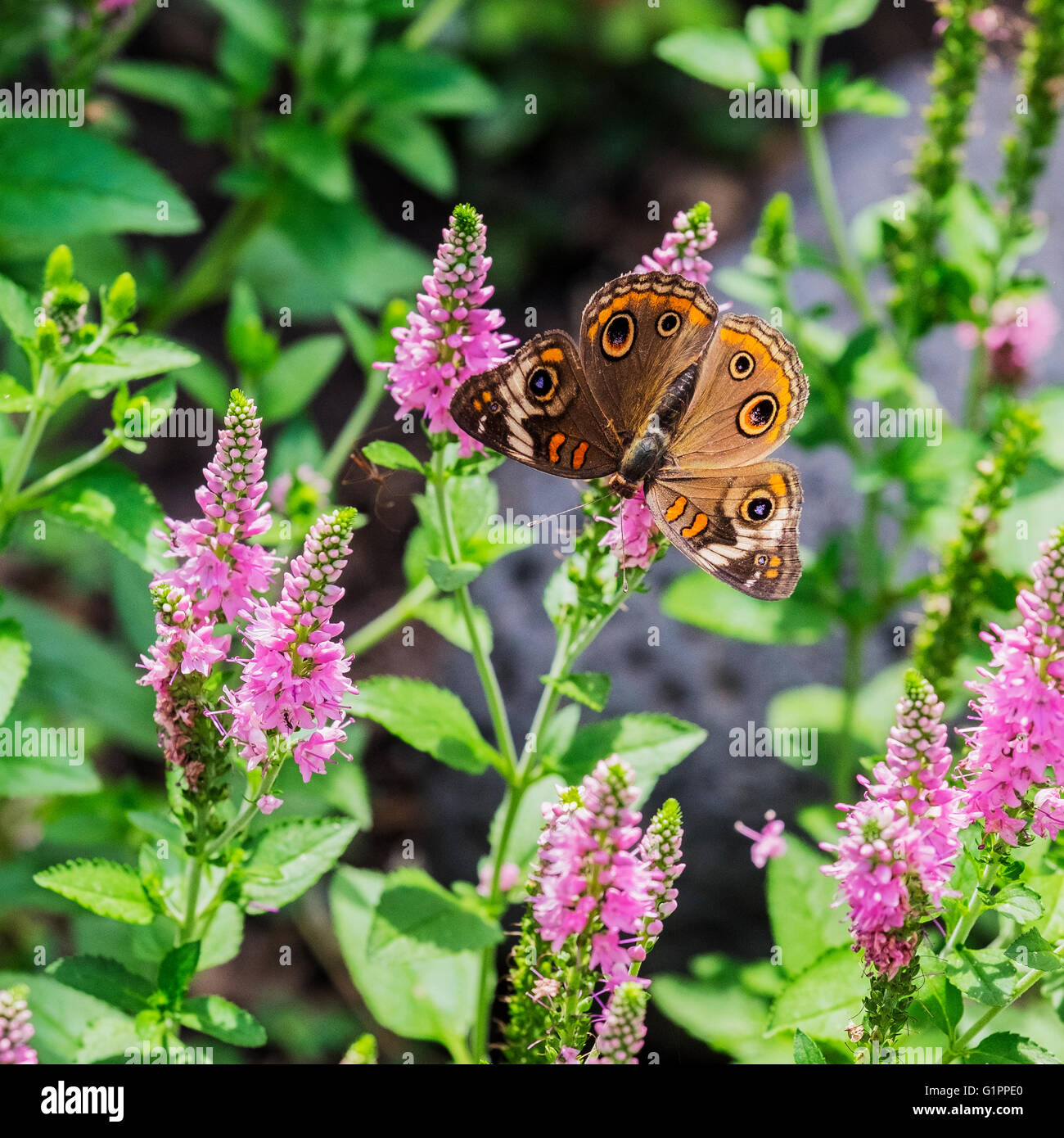 Buckeye commun papillon, Junonia coin Hubner, sur Agatache fleurs d'hysope. New York, USA. Banque D'Images