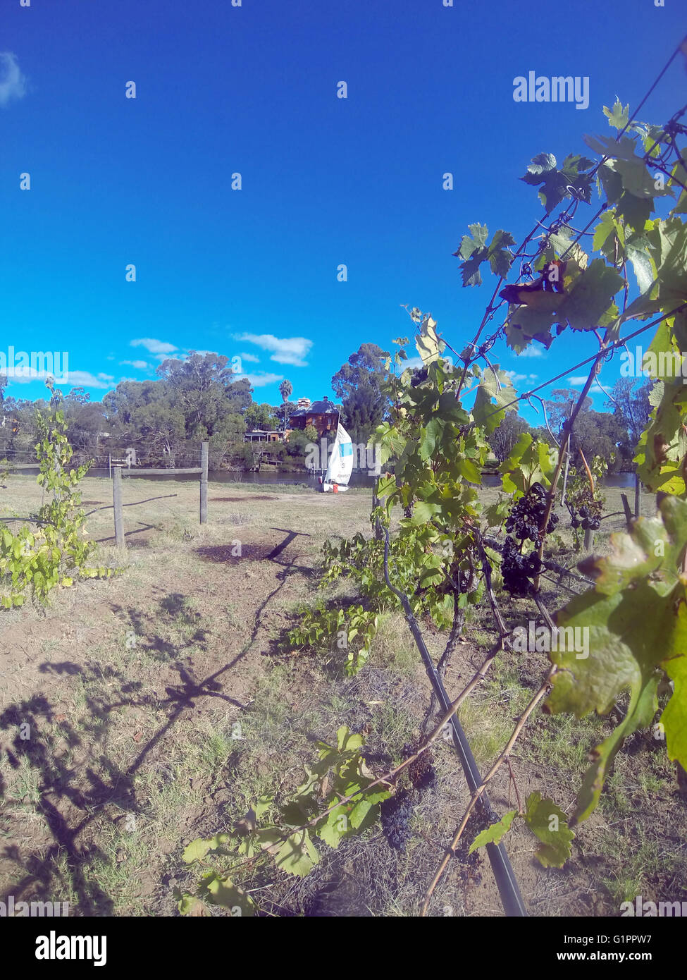 Canot voile parmi les vignes d'automne, RiverBank Winery, Swan Valley, la rivière Swan, Perth, Australie occidentale. Pas de monsieur ou PR Banque D'Images