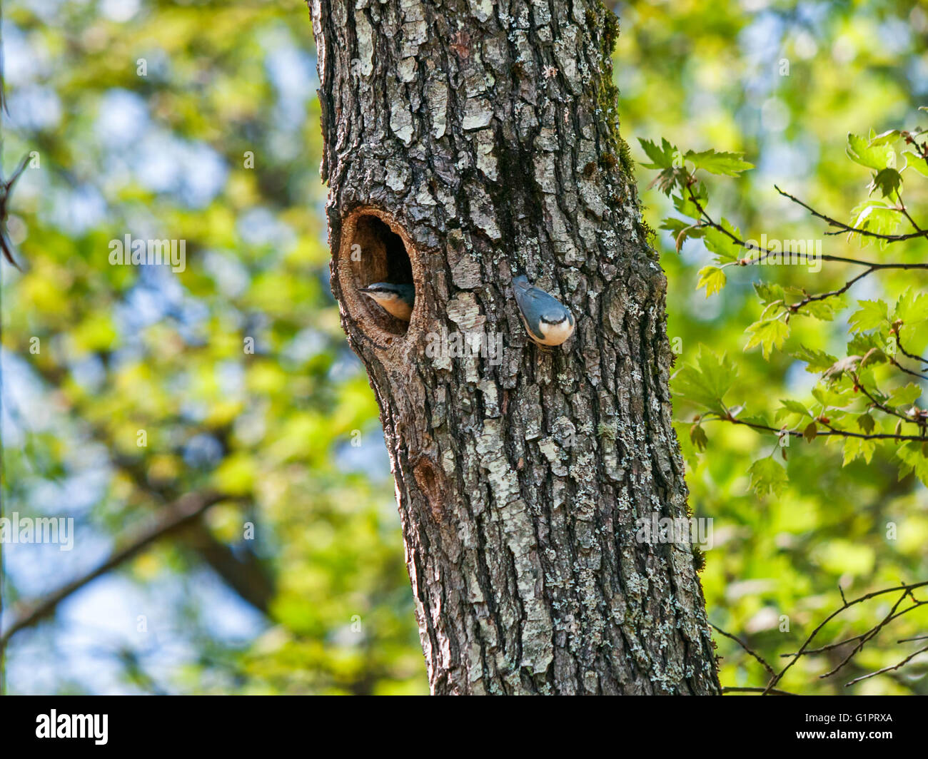 Paire de sitelles sur un arbre avec une cavité Banque D'Images