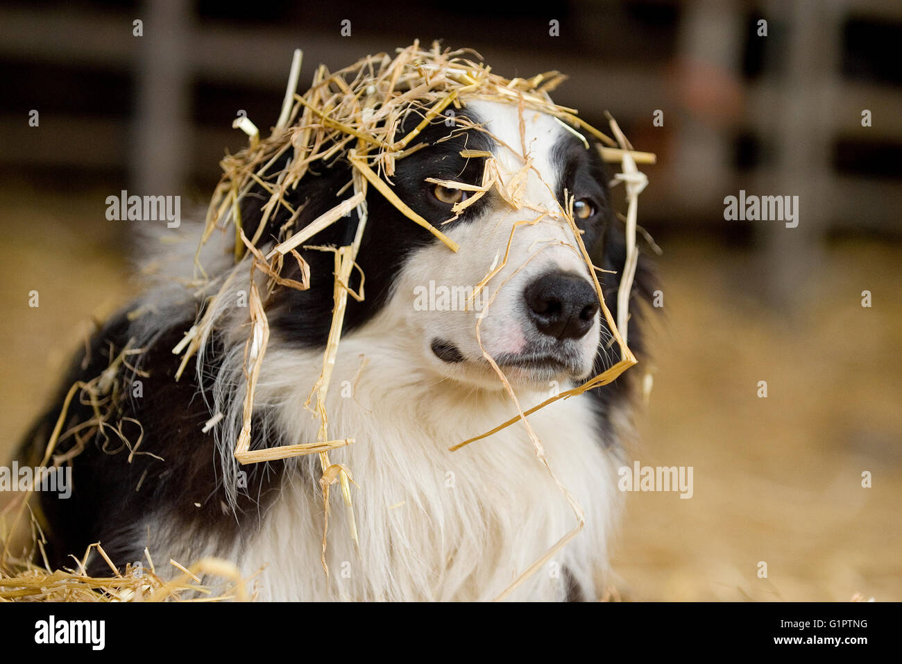 Farm collie dans la paille Banque D'Images