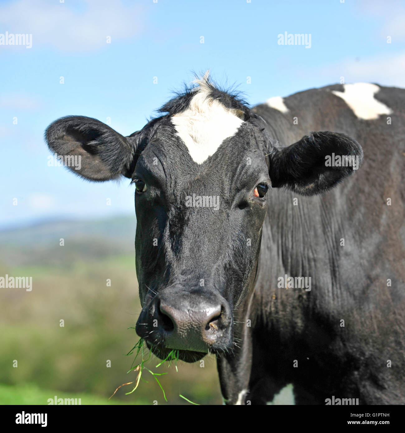 vache Holstein Banque D'Images