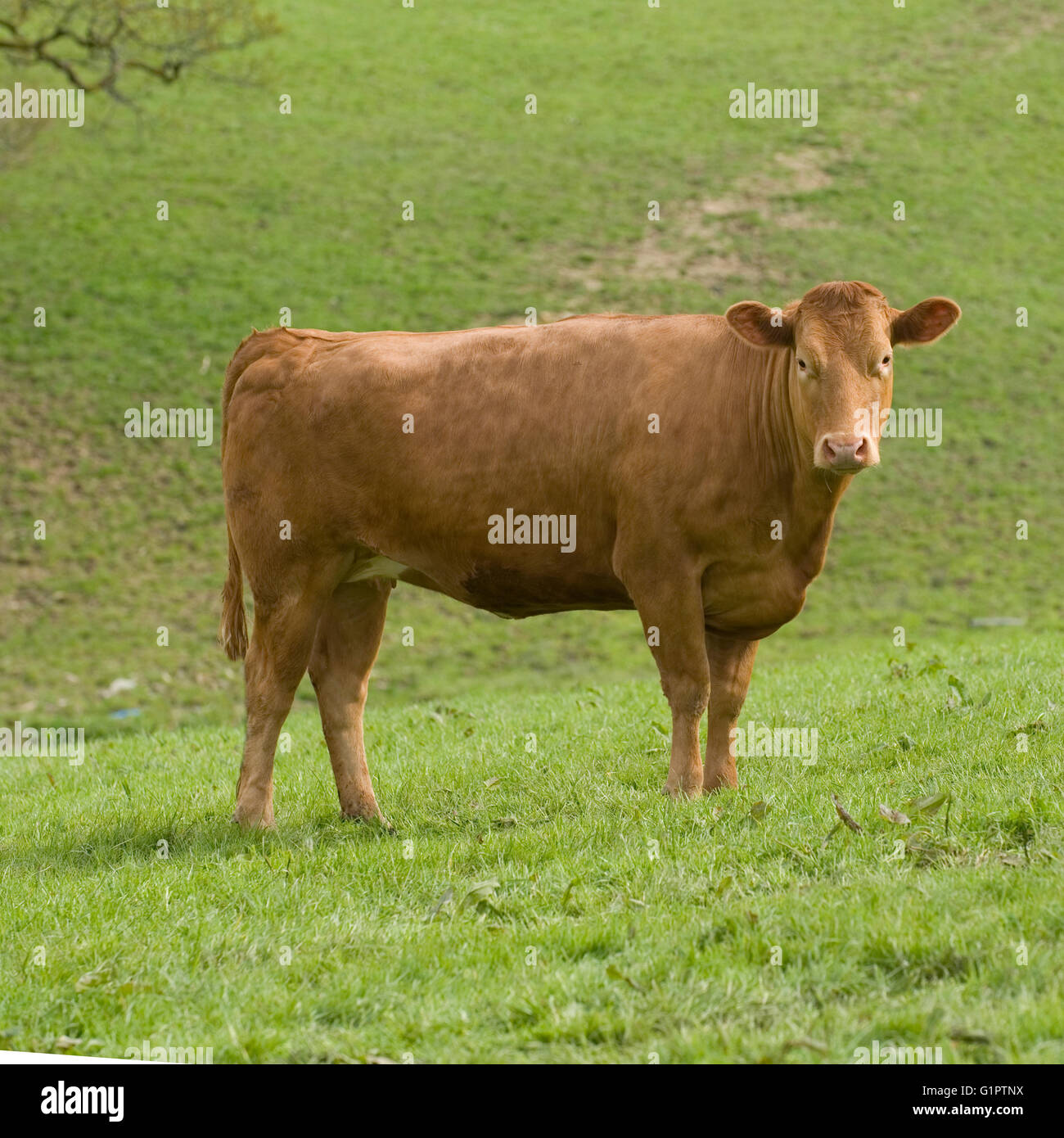 vache de Devon Banque D'Images