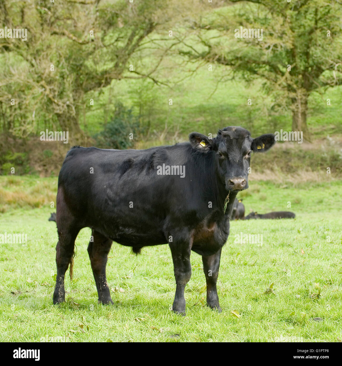 taureau Angus Banque D'Images