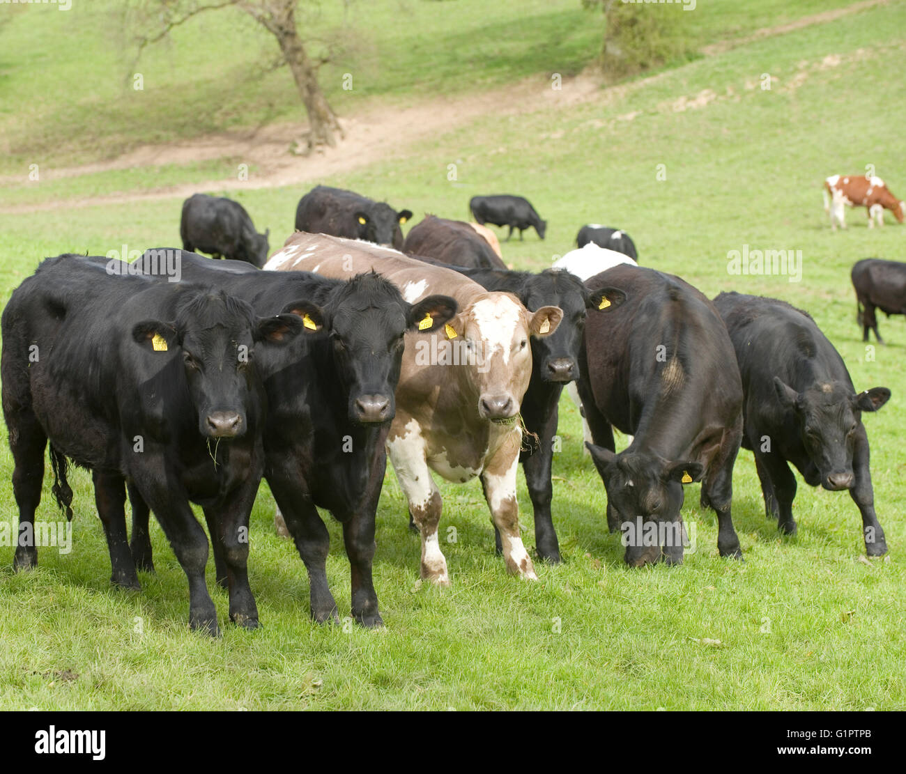 Troupeau de bovins à viande Banque D'Images