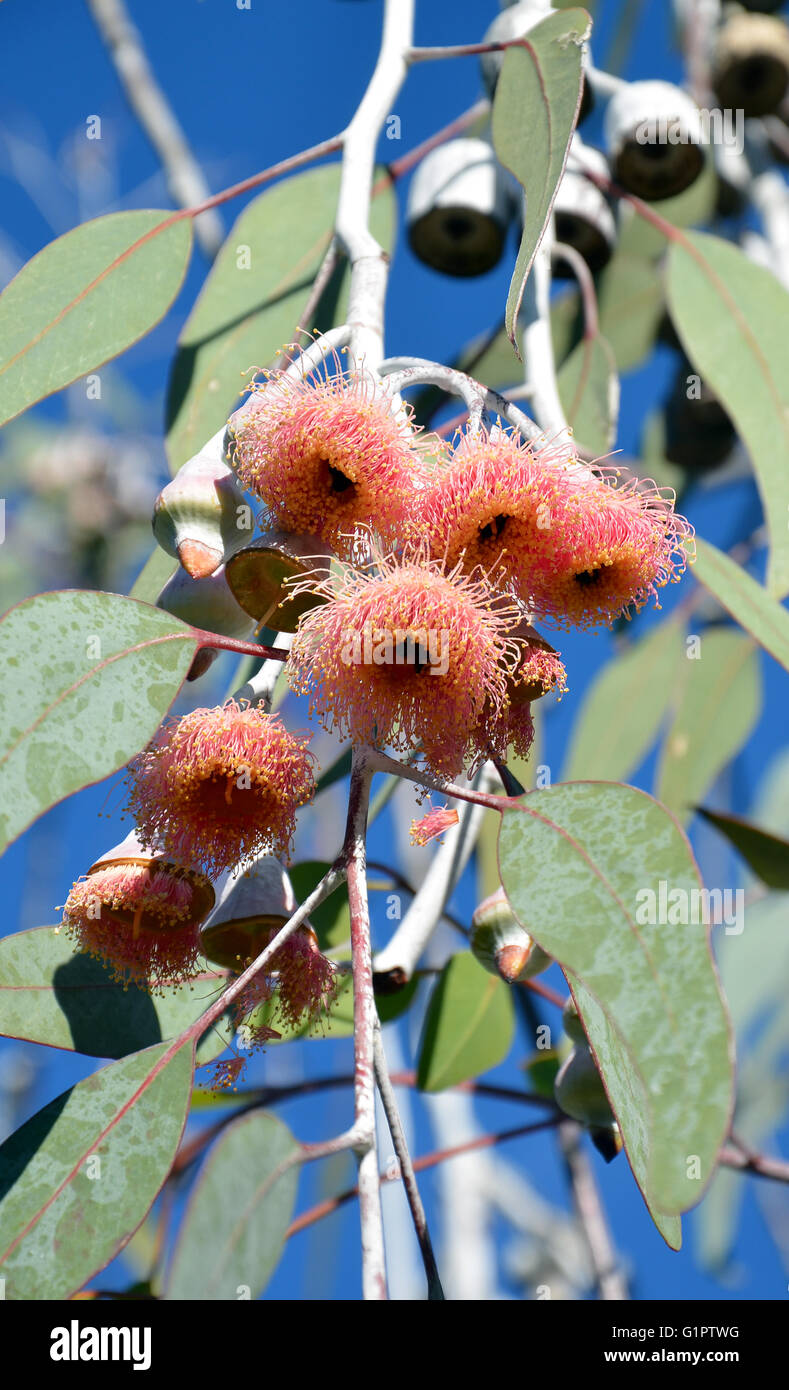 Fleurs roses d'un eucalyptus caesia gum tree d'être pollinisées par les abeilles, à Perth, Australie occidentale Banque D'Images