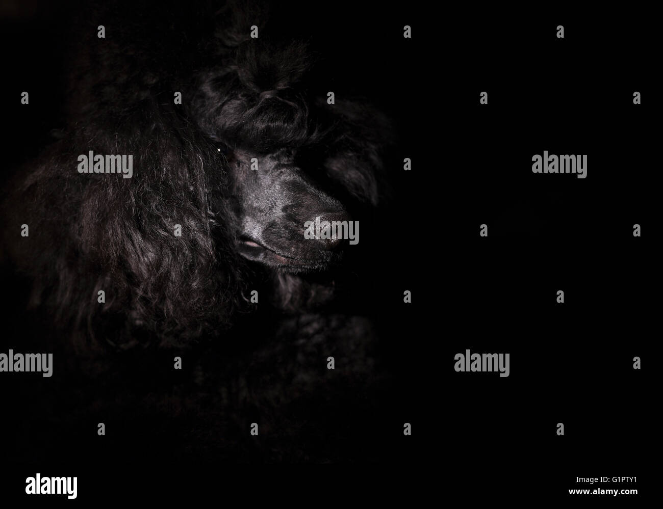 Portrait d'un caniche miniature noir libre Banque D'Images