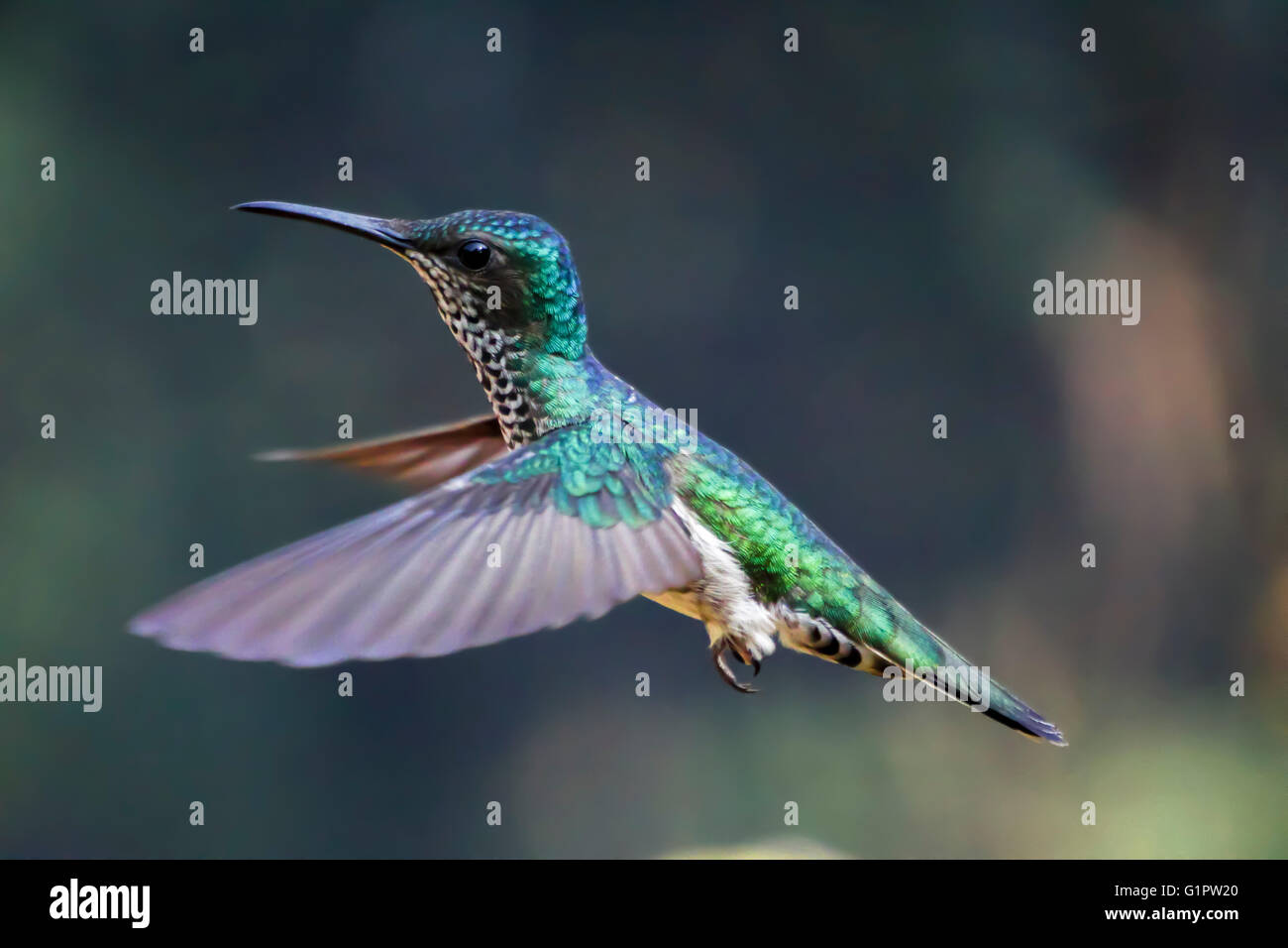 White-necked jacobin (Florisuga mellivora) hummingbird en vol. Les colibris sont les oiseaux de la famille des Trochilidae, et sont nat Banque D'Images