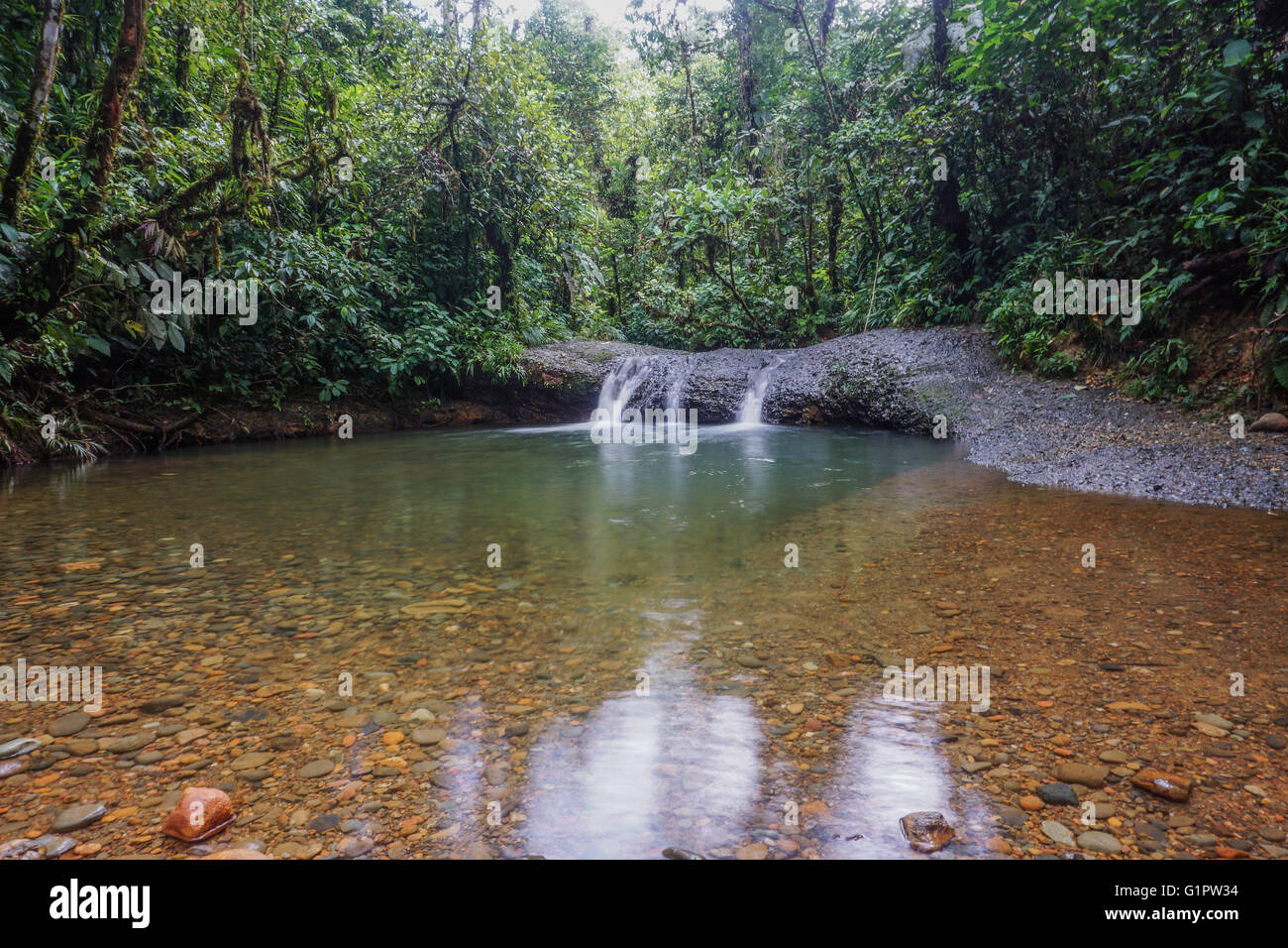 Forêt Amazonienne flux. Photographié en Colombie Banque D'Images