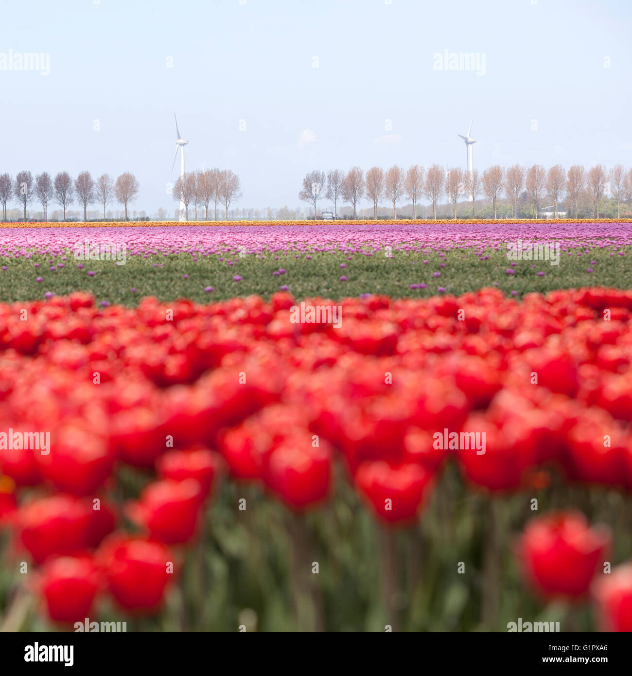 Tulipes rouge vif avec des fleurs roses en arrière-plan sur le néerlandais en hollande paysage fleurs tulipes Banque D'Images