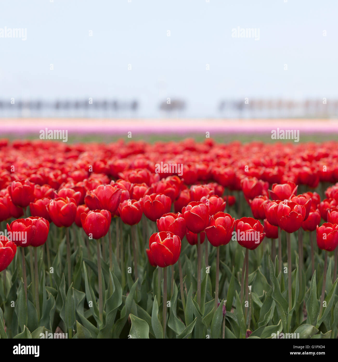 Vibtant tulipes rouges avec des fleurs roses en arrière-plan sur le néerlandais en hollande paysage fleurs tulipes Banque D'Images