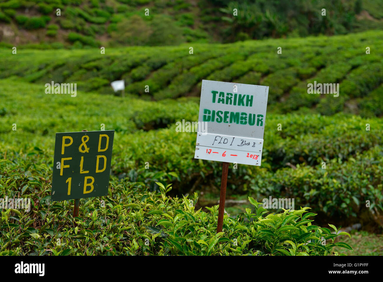 La plantation de thé, Sungai Palas, Boh Tea Estate, Cameron Highlands, Malaisie Banque D'Images