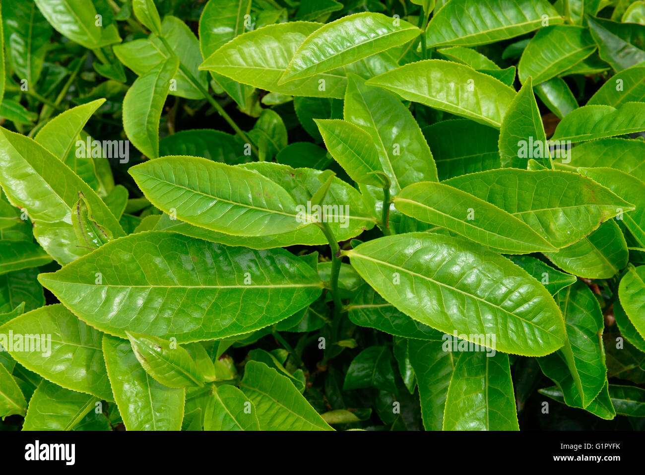 Usine de thé, Sungai Palas, Boh Tea Estate, Cameron Highlands, Malaisie Banque D'Images