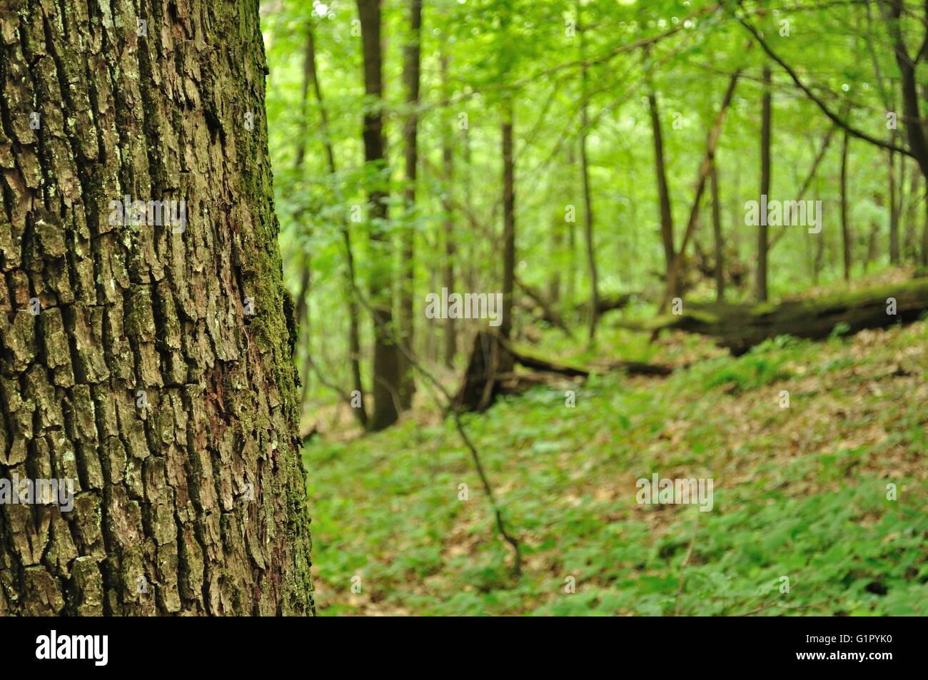 Vue détaillée de tronc d'arbre avec la forêt en arrière-plan flou Banque D'Images