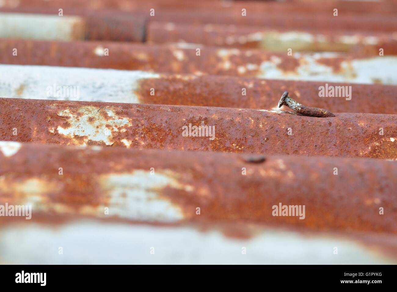 Vue détaillée de old rusty corrugated metal sheet avec clou rouillé Banque D'Images
