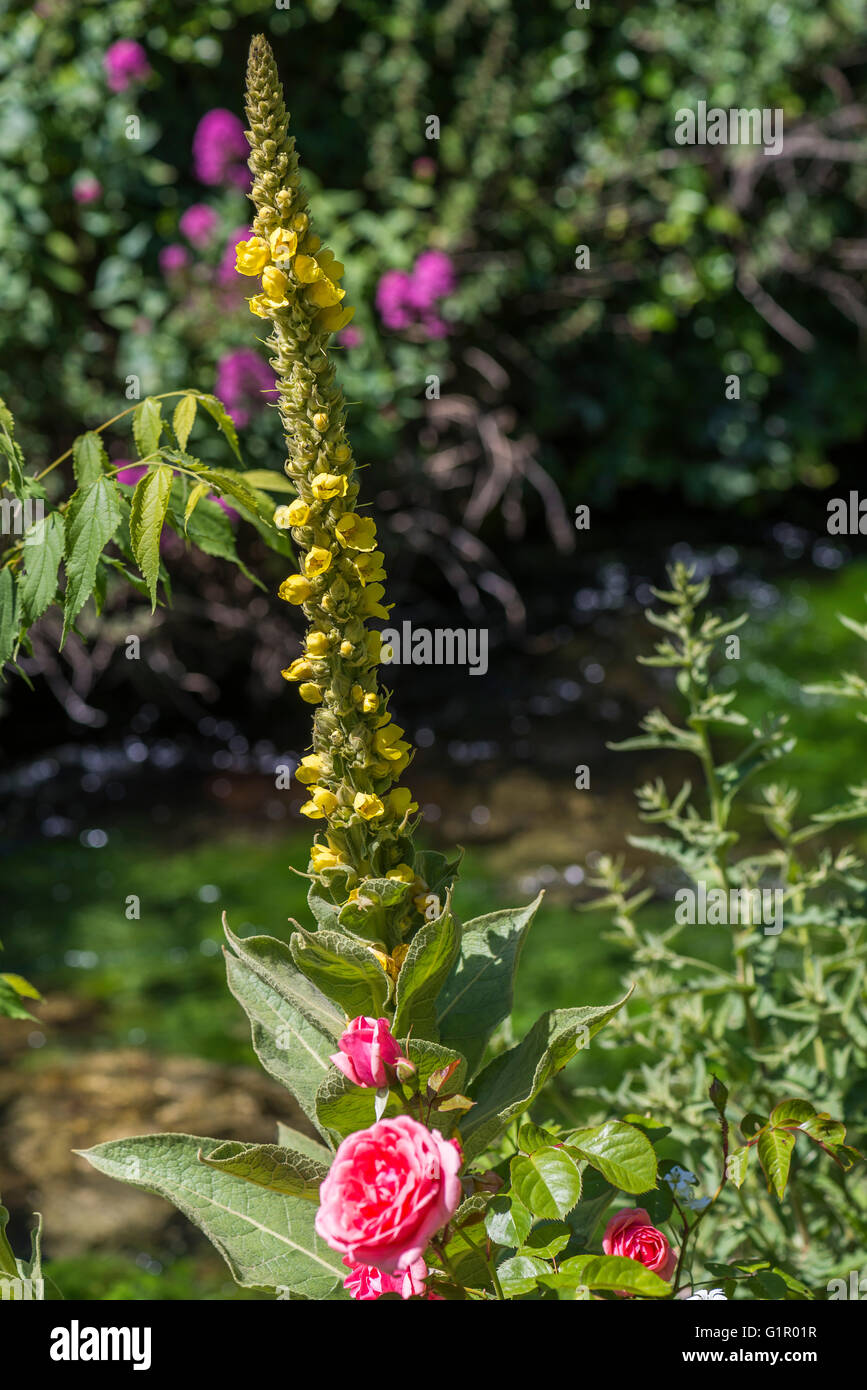 Hampe florale Banque de photographies et d'images à haute résolution - Alamy