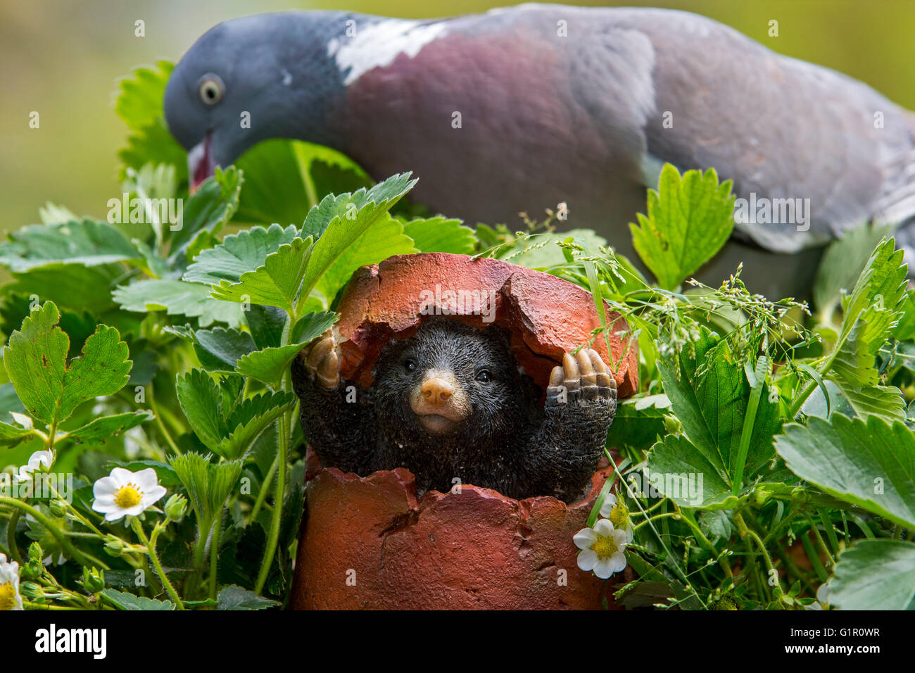 Mole du prince se cachant dans des pots cassés à partir de bois communs pigeon (Columba palumbus) in garden Banque D'Images