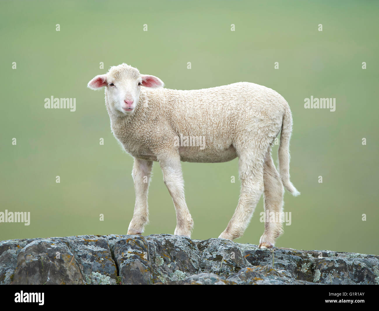 Mouton agneau debout sur un fond de végétation floue Banque D'Images